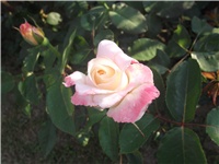 83987c63-Picture 012.jpg